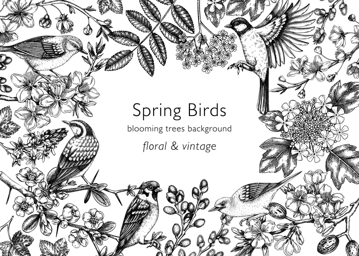 Spring birds vintage frame designs. Vector background with birds, flowers, blooming tree branches in sketched style. Almond, willow, rowan, willow, cherry blossom. Hand drawn floral sketch for print 